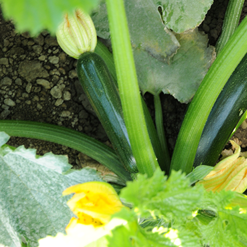 Green Machine Squash Seeds For Summer