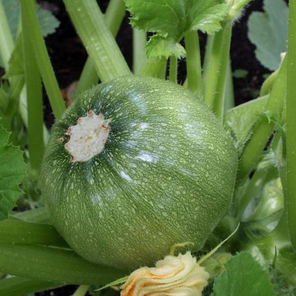 High Yield Small Green Squash Seeds