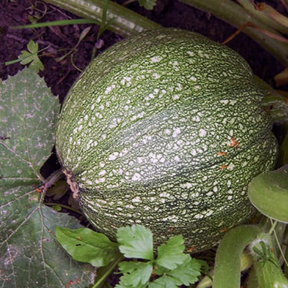 High Yield Small Green Squash Seeds