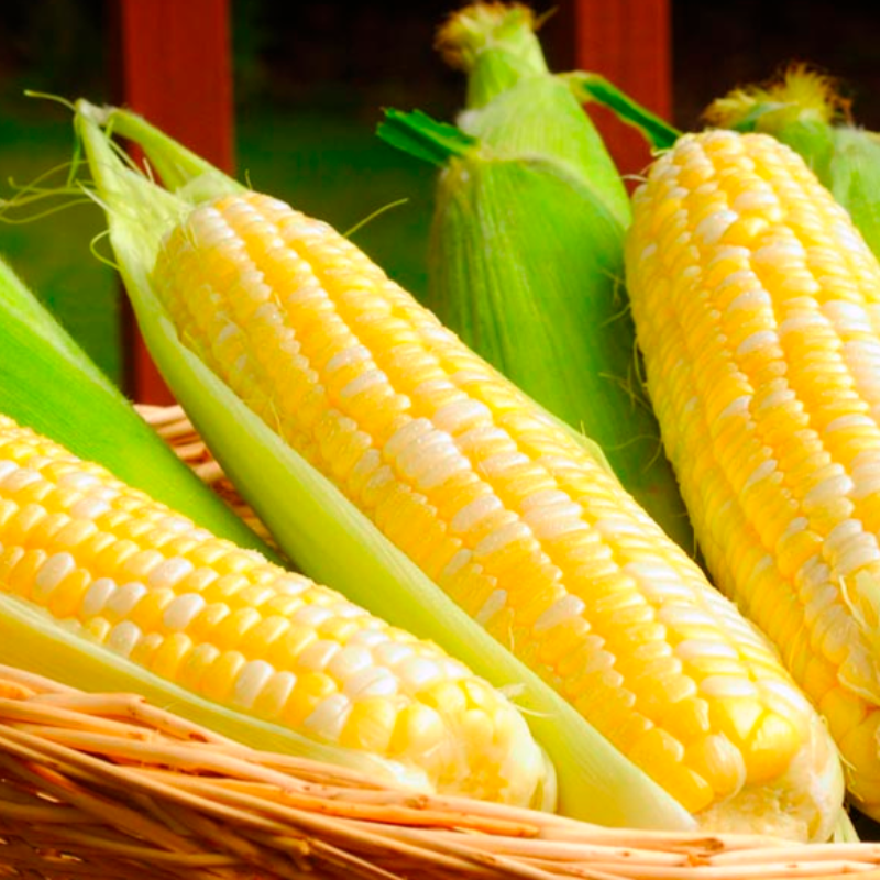 200 Pieces Bonsai Sweet Corn Seeds