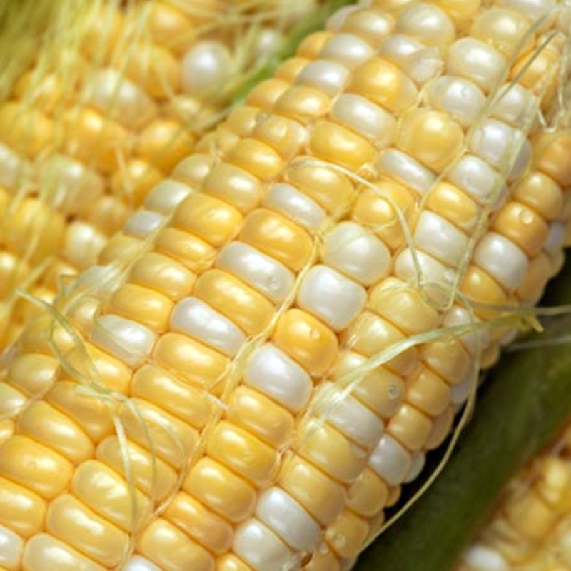 200 Pieces Bonsai Sweet Corn Seeds