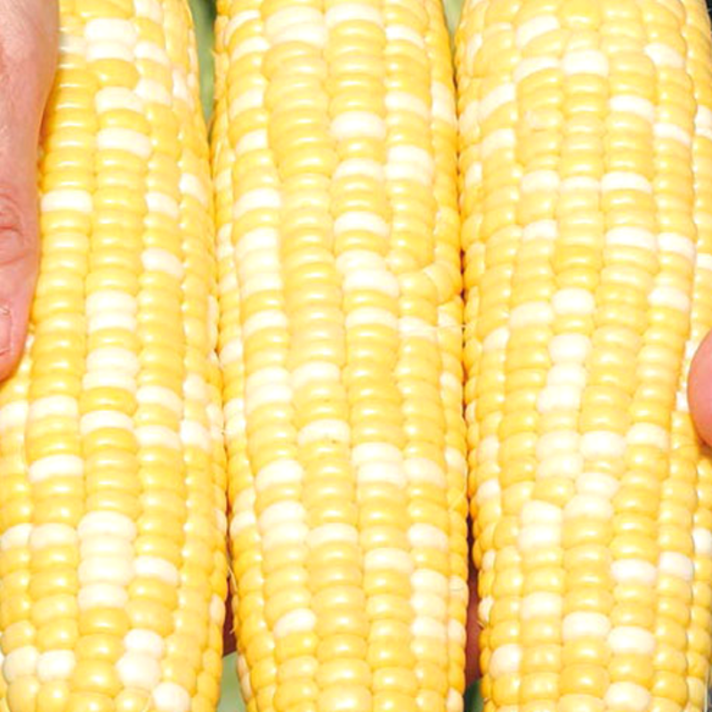 200 Pieces Bonsai Sweet Corn Seeds