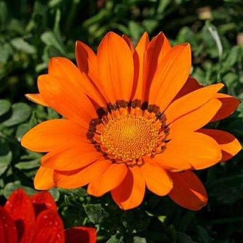 Multi Color Shiny Gazania Tulip Seeds