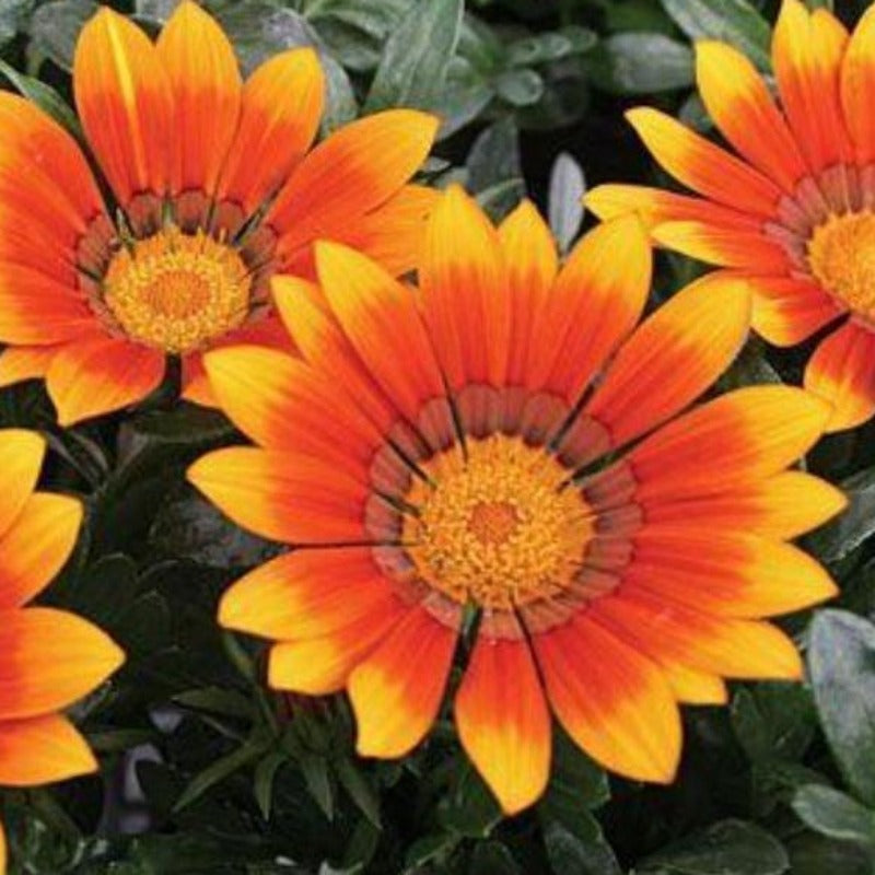 Multi Color Shiny Gazania Tulip Seeds