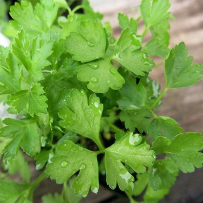 Rare Japanese Organic Coriander Seeds