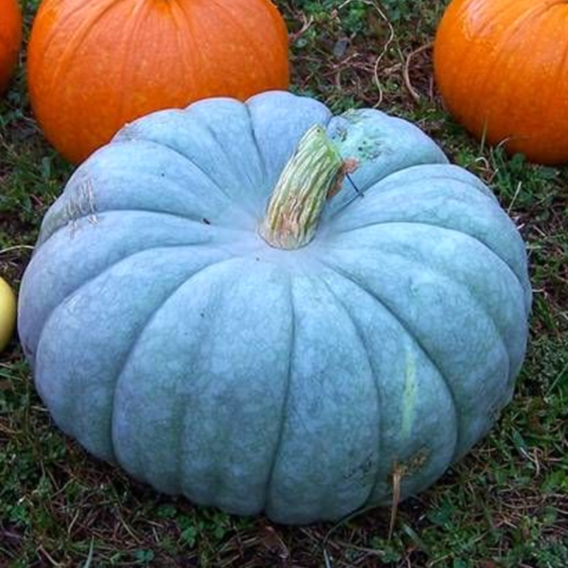 Blue Pumpkin Large Plant Seeds