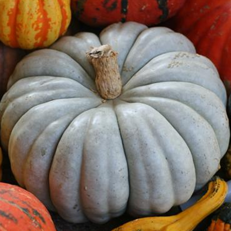 Blue Pumpkin Large Plant Seeds