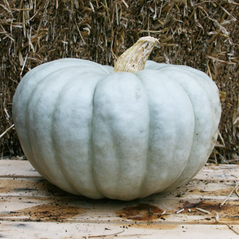 Blue Pumpkin Large Plant Seeds