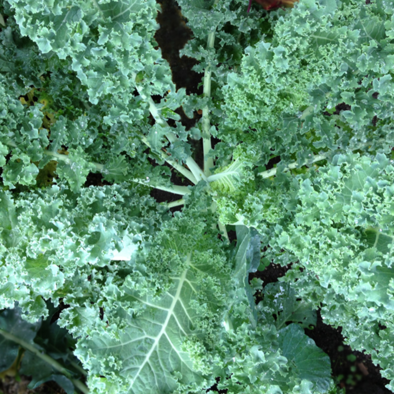 Kale Vates Vegetable Seeds