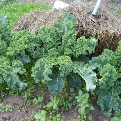 Kale Vates Vegetable Seeds