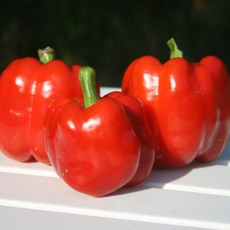 Organic King Of The North Bell Pepper Seeds