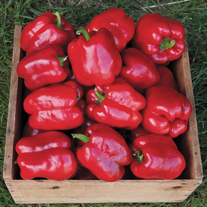 Organic King Of The North Bell Pepper Seeds