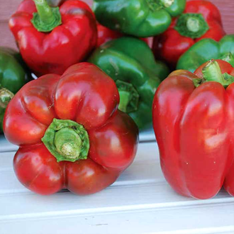 Organic King Of The North Bell Pepper Seeds