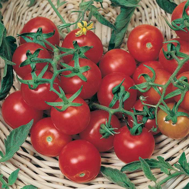 Red Cherry Tomato Seeds