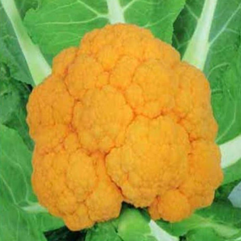 Golden Yellow High Yield Cauliflower Seeds