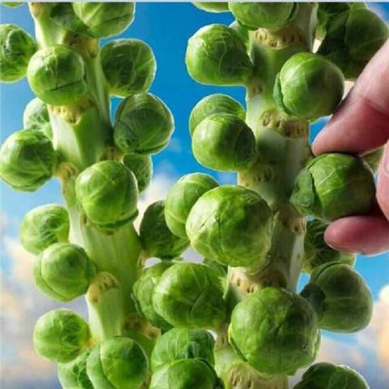 Brussels Sprouts Seeds For Home Gardens