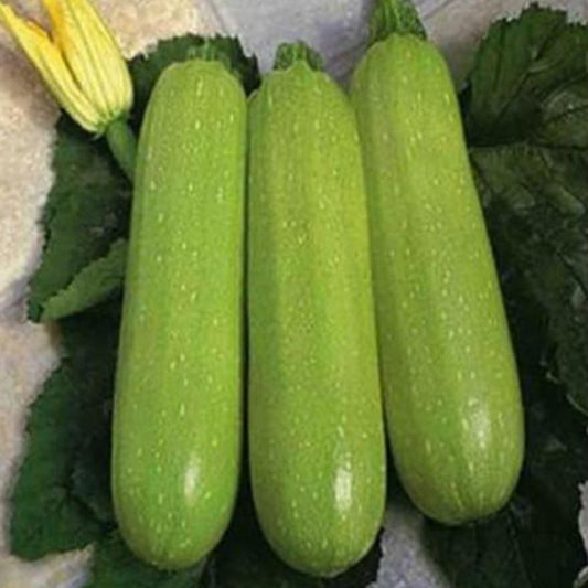 10 Pieces High Yield Green Zucchini Seeds