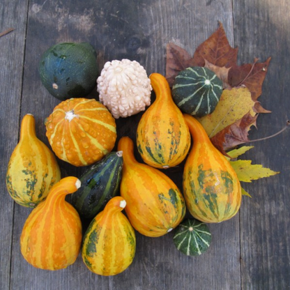 Pack Of Small Gourd Seeds