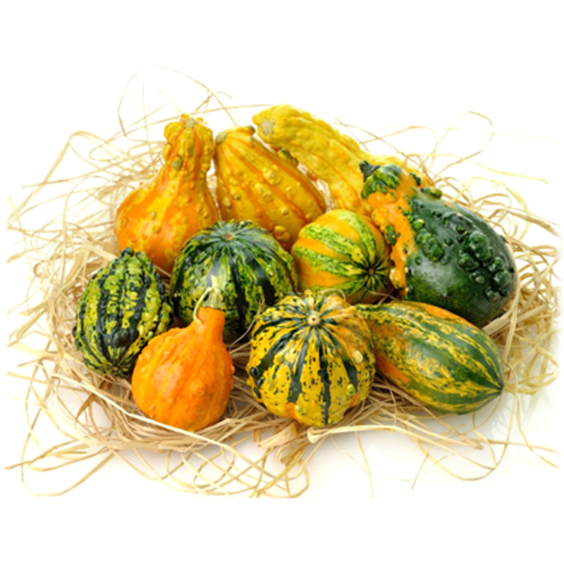 Pack Of Small Gourd Seeds