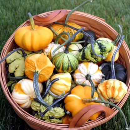 Pack Of Small Gourd Seeds