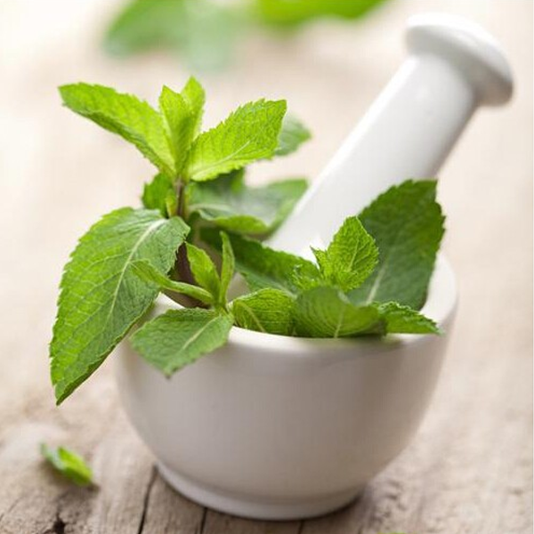 Stevia Herb Seeds