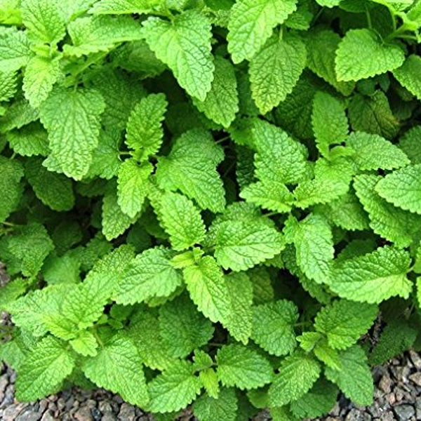 Stevia Herb Seeds