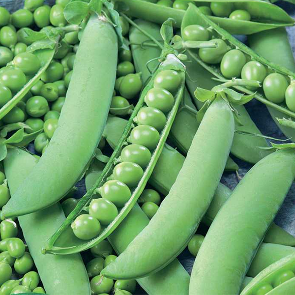 Crunchy Snow Pea Seeds