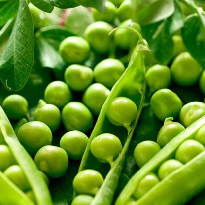 Crunchy Snow Pea Seeds