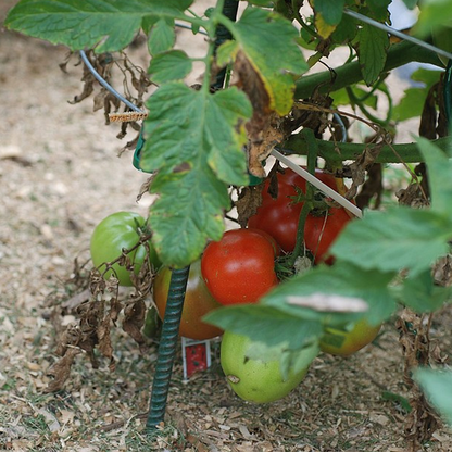 Super Tomato Seeds