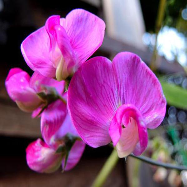 Sweet Pea Flower Seeds