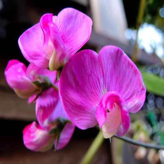 Sweet Pea Flower Seeds