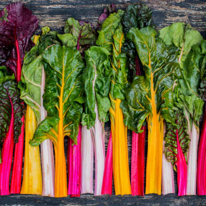 Five Color Silverbeet Swiss Chard Seeds