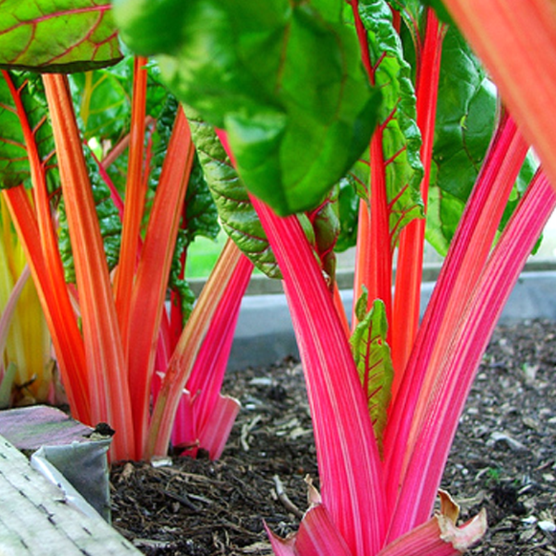 Five Color Silverbeet Swiss Chard Seeds