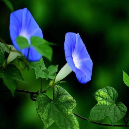 Baby Blue Ipomoea Morning Glory Seeds