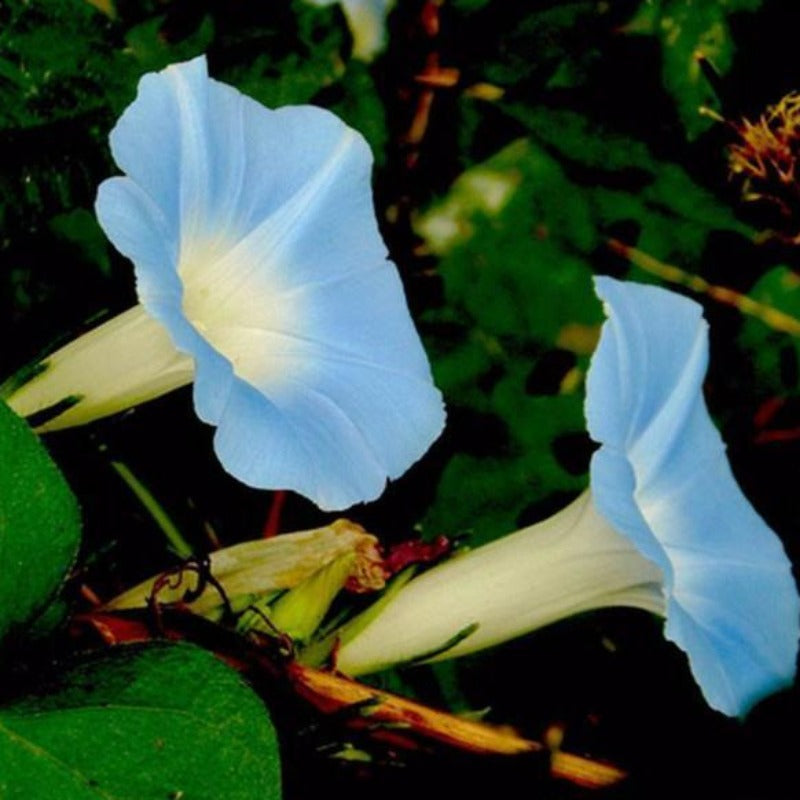 Baby Blue Ipomoea Morning Glory Seeds