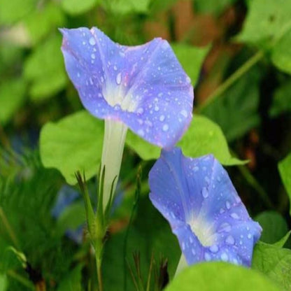 Baby Blue Ipomoea Morning Glory Seeds