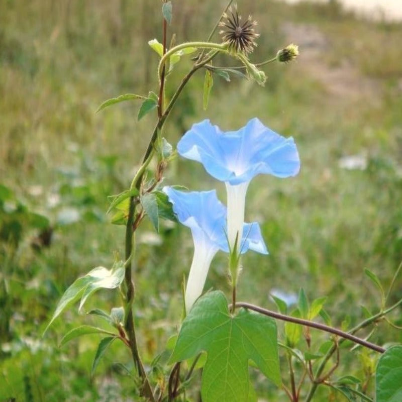 Baby Blue Ipomoea Morning Glory Seeds