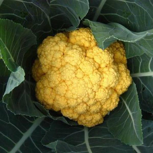 Golden Cauliflower Vegetable Seeds