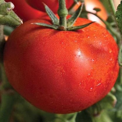 Polycotyledon Early Girl Tomato Seeds