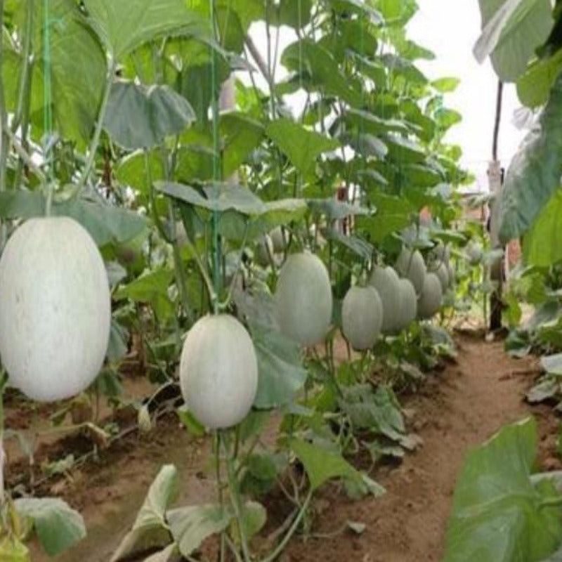 Organic Oval Shaped Cantaloupe Melon Seeds