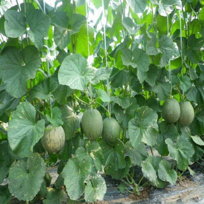 Organic Oval Shaped Cantaloupe Melon Seeds